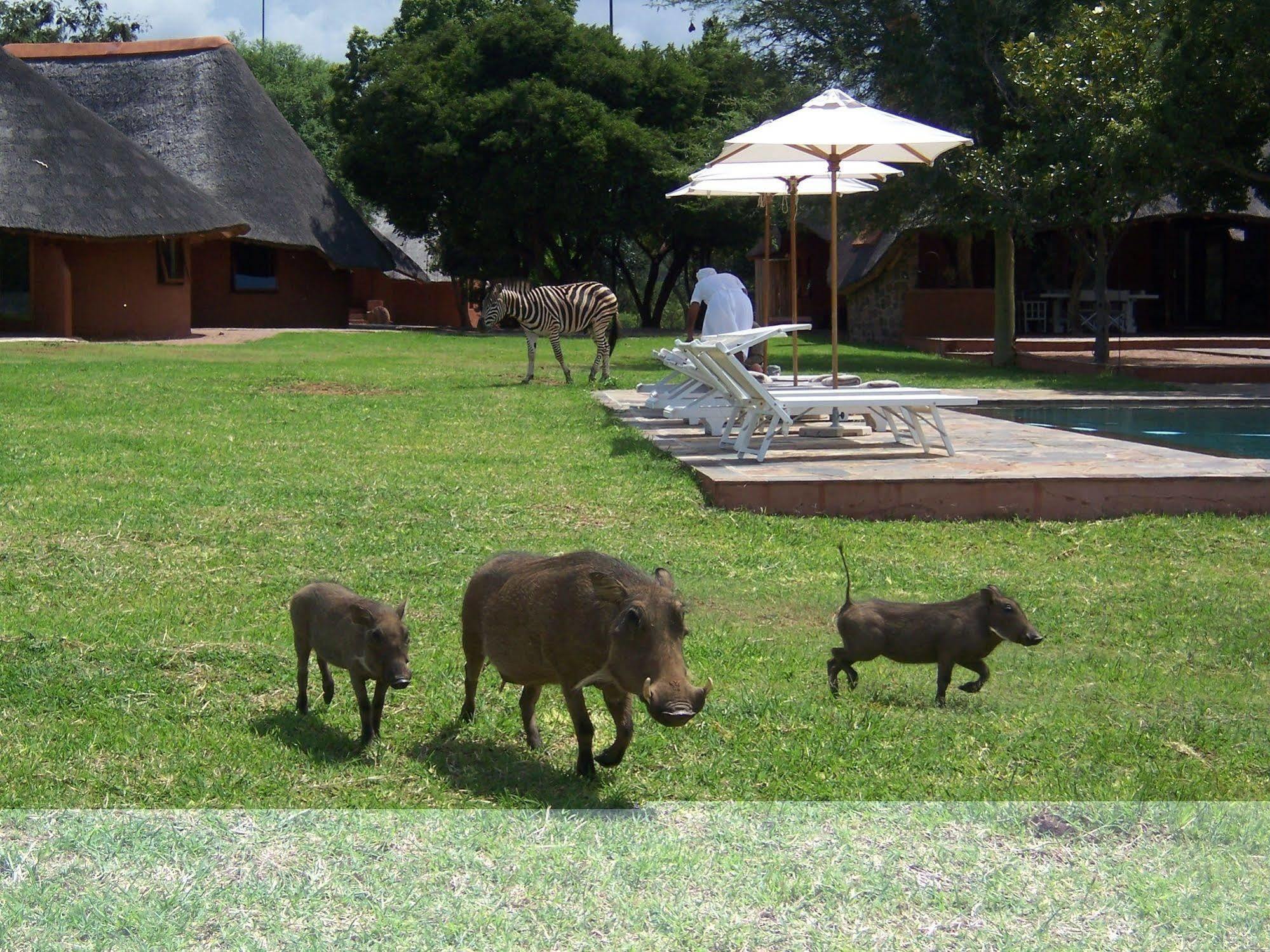 Zebras Crossing Private Game Lodge Modimolle Kültér fotó